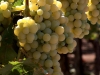 3-white_grapes