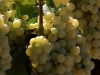 2-white_grapes